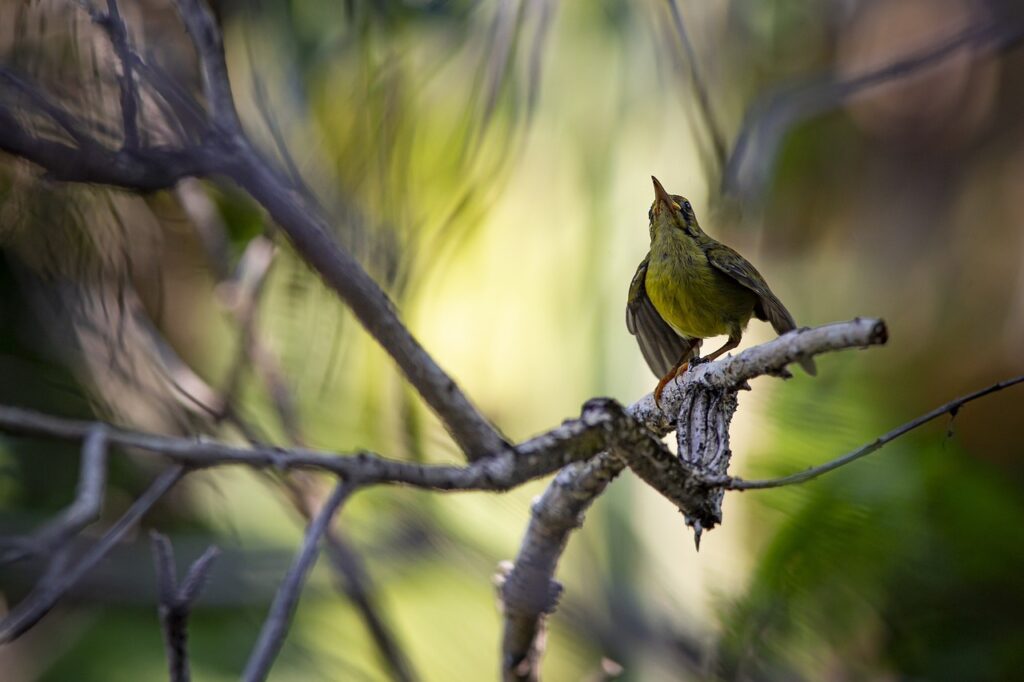 brown-throated sunbird, bird, animal-5581173.jpg