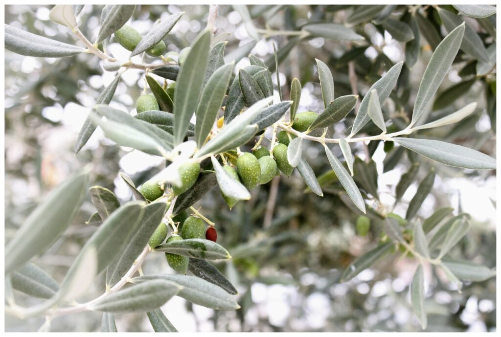 olives, olive branch, mediterranean-401839.jpg