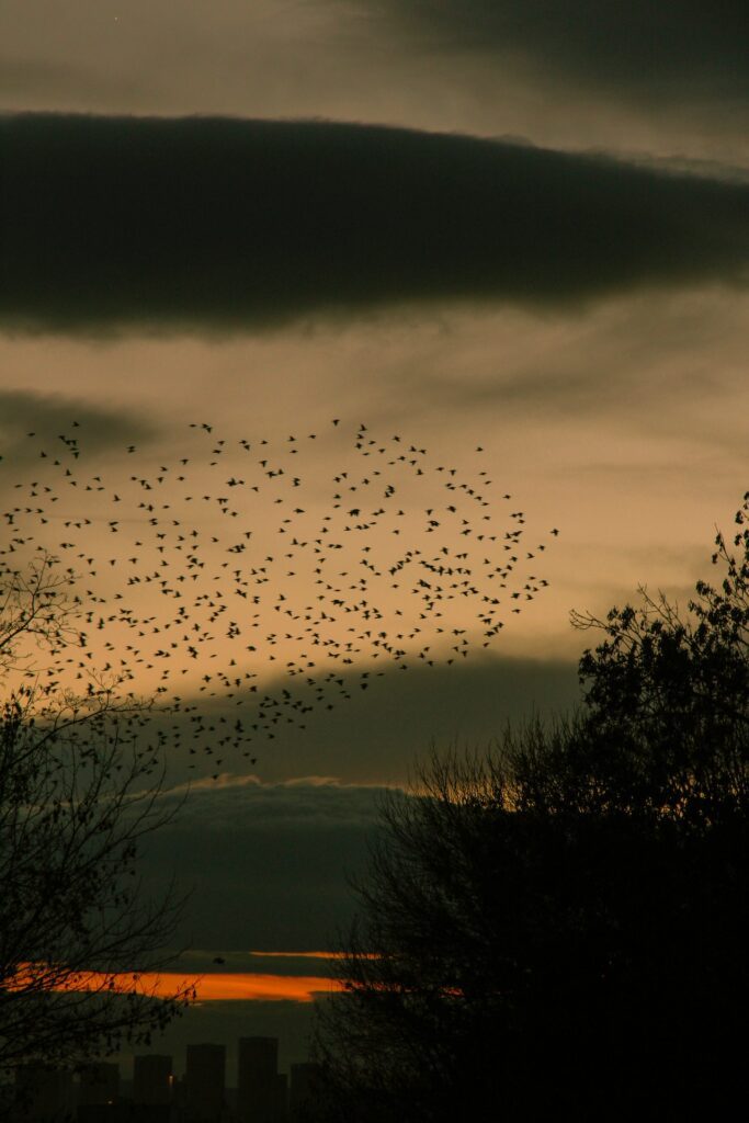 Photo by Enes Sözen: https://www.pexels.com/photo/flock-of-birds-flying-at-sunset-15184389/